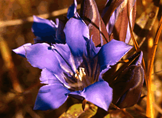 Gentiana s0059